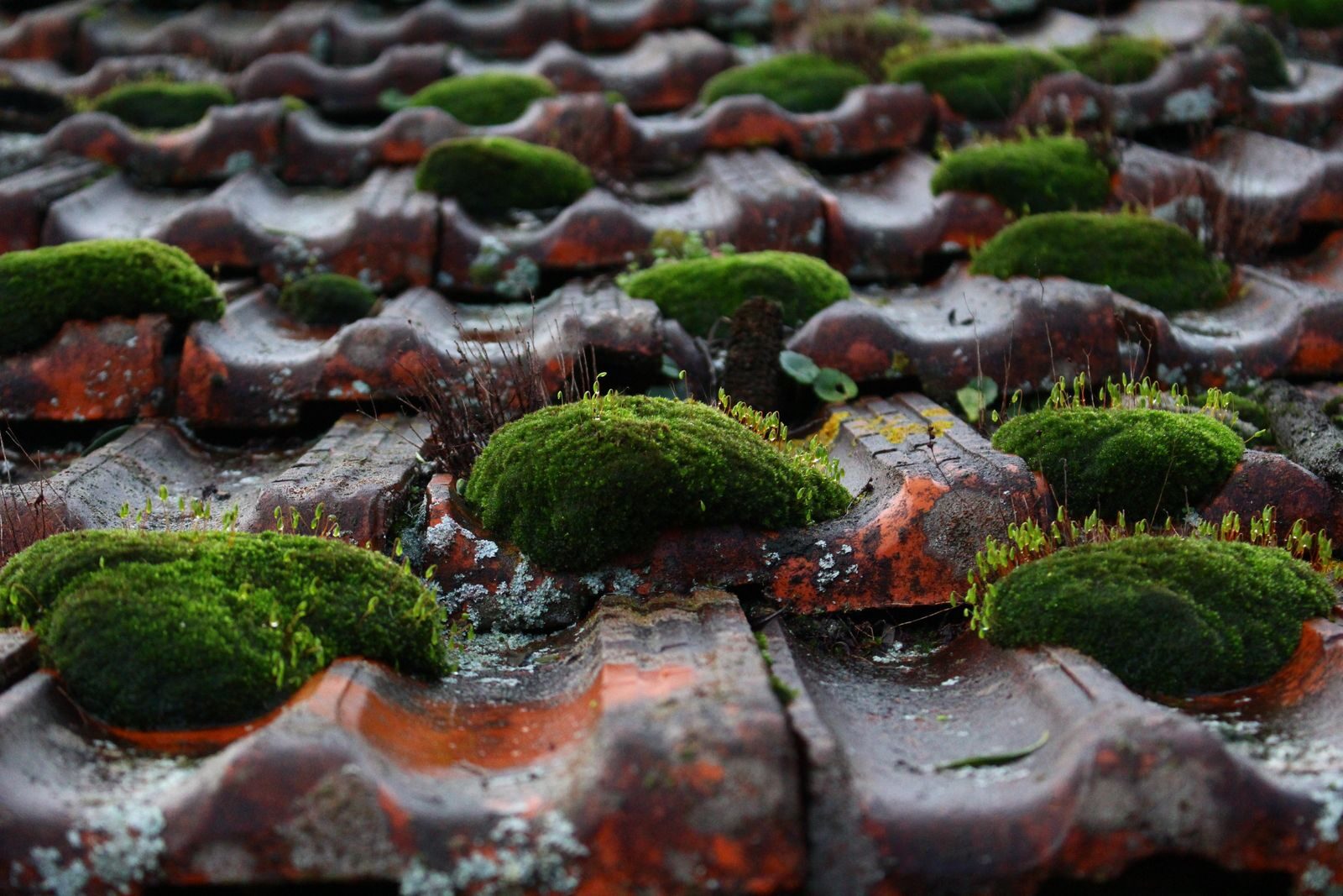 Detailed view of moss-covered clay roof tiles, showcasing nature's resilience and beauty.